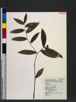 Disporum shimadai Hayata 山寶鐸花