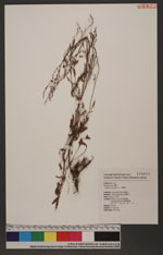 Rumex acetosella L. 小酸模