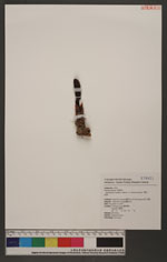Balanophora spicata Hayata 穗花蛇菰