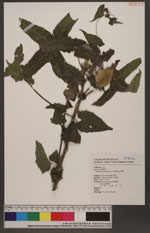 Abelmoschus moschatus (L.) Medikus 香葵