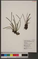 Vittaria angusto-elongata Hayata 姬書帶蕨