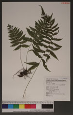 Parathelypteris glanduligera (Kunze) Ching 密腺金星蕨