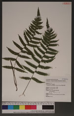 Parathelypteris glanduligera (Kunze) Ching 密腺金星蕨