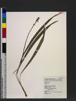 Liriope
