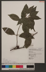 Illicium arborescens Hayata 臺灣八角