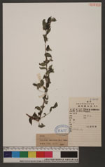 Pouzolzia zeylanica (L.) Benn. 霧水葛