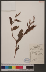 Polygonum