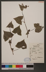 Fagopyrum esculentum Moench. 蕎麥
