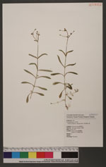 Arenaria serpyllifolia L. 無心菜