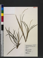 Liriope