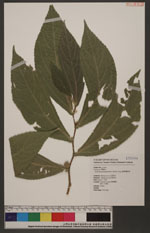 Elatostema edule Rob. 闊葉樓梯草