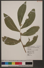 Elatostema edule Rob. 闊葉樓梯草