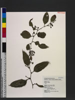 Smilax