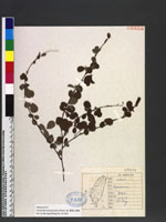 Desmodium heterophyllum (Willd.) DC. 變葉山螞蝗