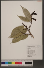 Ficus sarmentosa Buch.-Ham. ex J. E. Sm. var. nipponica (Fr. & Sav.) Corner 崖石榴