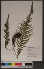Phegopteris decursive-pinnata (H. C. Hall) Fee 翅軸假金星蕨