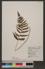 Athyriopsis japonica (Thunb.) Ching 假蹄蓋蕨