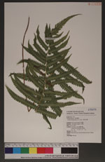 Cyclosorusparasiticus (L.) Farw. 密毛毛蕨