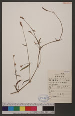 Polygonum