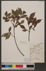 Ficus pandurata Hort. ex Sand. 提琴葉榕