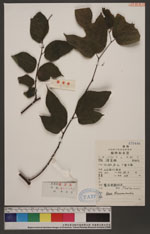 Broussonetia