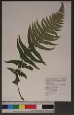 Pseudophegopteris subaurita (Tagawa) Ching 光囊紫柄蕨