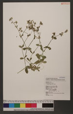 Cerastium ianthes Will. 卷耳