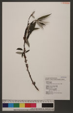 Debregeasia edulis (Sieb. & Zucc.) Wedd. 水麻