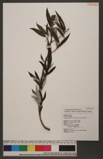 Debregeasia edulis (Sieb. & Zucc.) Wedd. 水麻