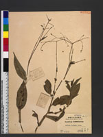 Aneilema divergens Clarke.