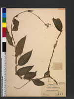 Aneilema divergens Clarke.