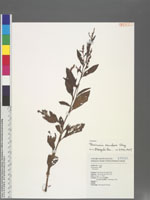 Persicaria maculosa Gray