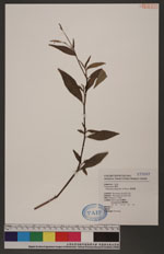 Polygonum longisetum De Bruyn 睫穗蓼