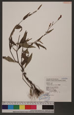 Polygonum longisetum De Bruyn 睫穗蓼