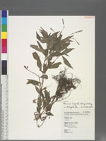 Persicaria longiseta (Bruijn) Kitag.