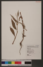 Polygonum persicaria L. 春蓼