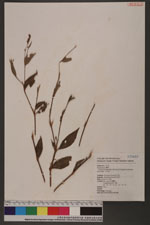 Polygonum longisetum De Bruyn 睫穗蓼