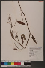 Polygonum longisetum De Bruyn 睫穗蓼