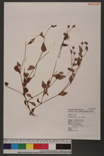 Polygonum nepalense Meisn. 野蕎麥
