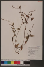 Polygonum posumbu Buch.-Ham. ex Don 花蓼