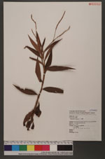 Polygonum barbatum L. 毛蓼