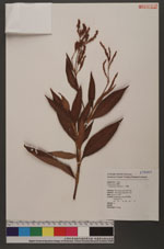 Polygonum virginianum L. var. filiforme (Thunb.) Nakai 毛蓼
