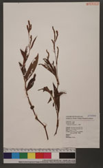 Polygonum virginianum L. var. filiforme (Thunb.) Nakai 毛蓼