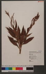 Polygonum virginianum L. var. filiforme (Thunb.) Nakai 毛蓼