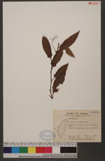 Polygonum dichotomum Blume 水紅骨蛇