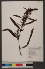 Rumex crispus L. 皺葉酸模