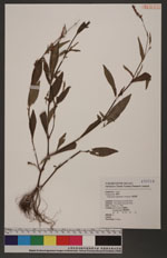 Polygonum longisetum De Bruyn 睫穗蓼