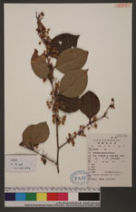 Polygonum cuspidatum Sieb. & Zucc. 虎杖