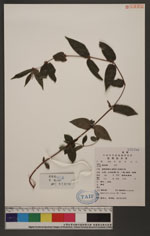 Memorialis hirta (Bl.) Wedd. 糯米團
