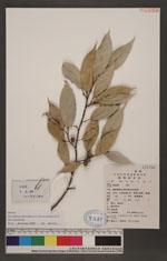 Ficus sarmentosa Buch.-Ham. ex J. E. Sm. var. henryi (Keng) Corner 珍珠蓮